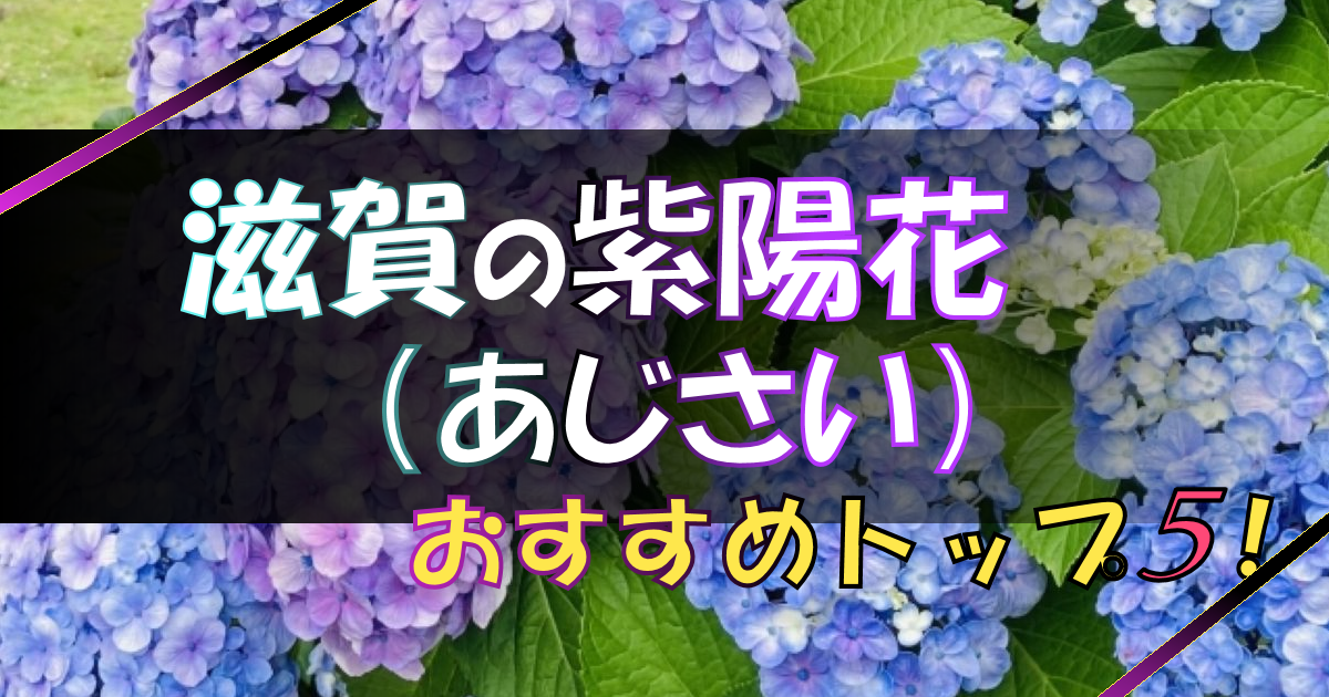 滋賀で紫陽花を見るなら?名所スポット紹介【トップ5選】+エリア別一覧